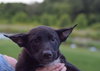 Arya