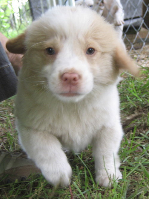 Biscuit
