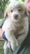 Biscuit