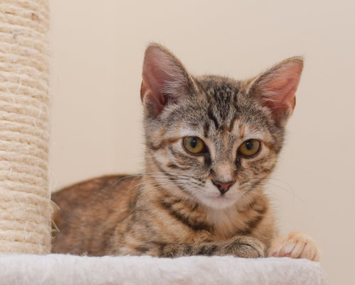 Piper - LOVES KIDS!