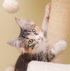SweetPea