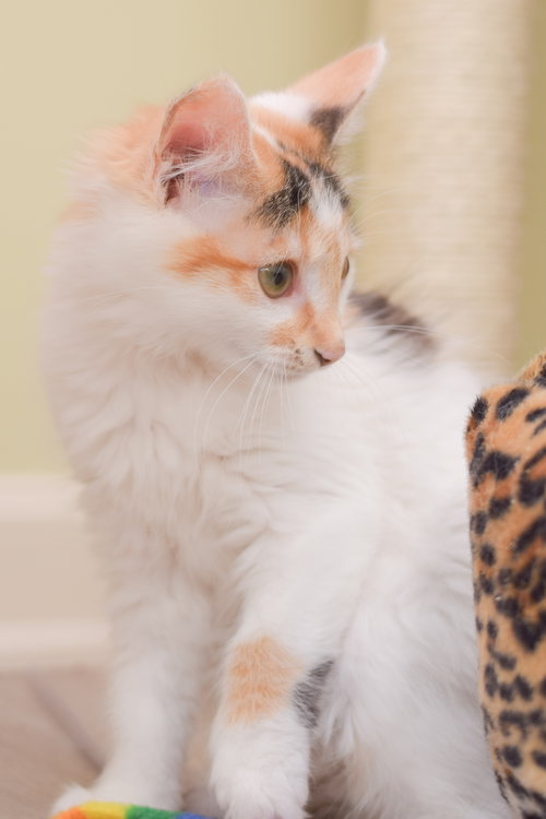 Snowball