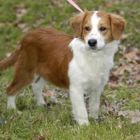 Spencer - Adoption Pending