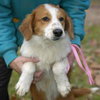 Spencer - Adoption Pending