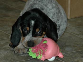 Duke