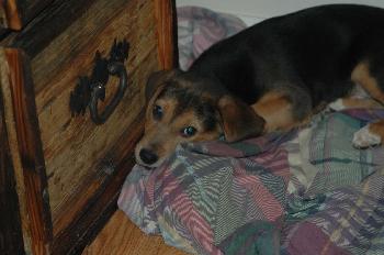 Barney (dh)