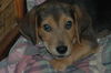 Barney (dh)