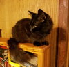 Hayden