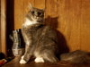 Ms. Charlie