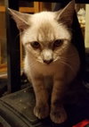 Drosselmeyer