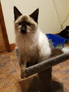 Sugar Plum Fairy