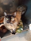 Mocha