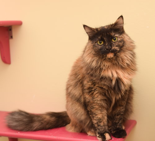 Mocha