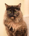 Mocha