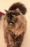 Mocha