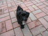 Shirley