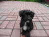 Shirley