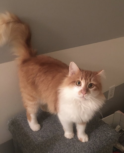 Garfield