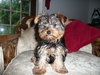 Lucy