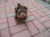 Lucy