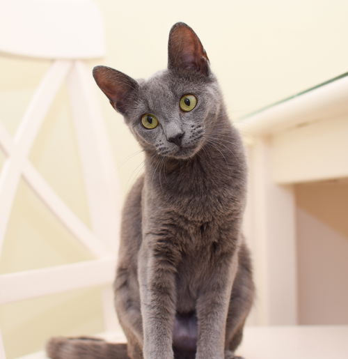 Marji
