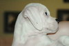 Franklin