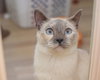 Savannah