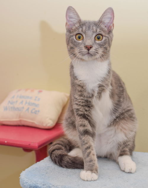 Yoshi - 3 legged kitty