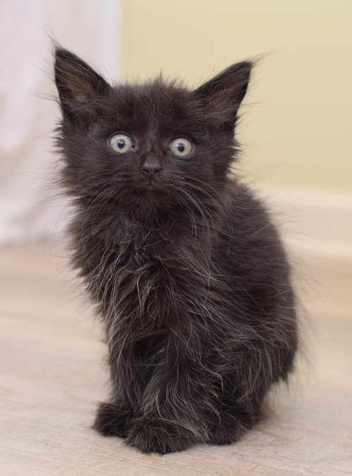 Binx