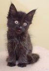 Binx