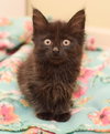 Binx