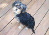 Benny