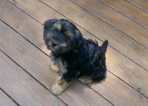 Brady