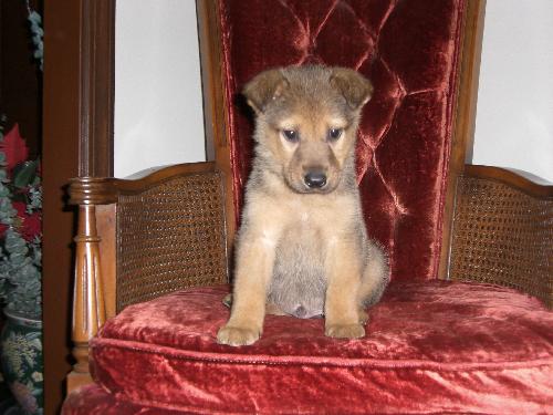 Duke 