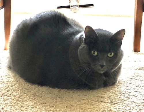 Chloe