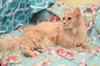 Sheba