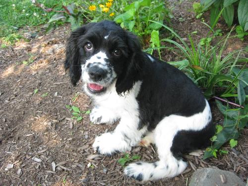 Hobbes - Adoption Pending