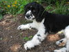 Hobbes - Adoption Pending