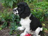 Hobbes - Adoption Pending
