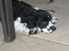 Hobbes - Adoption Pending