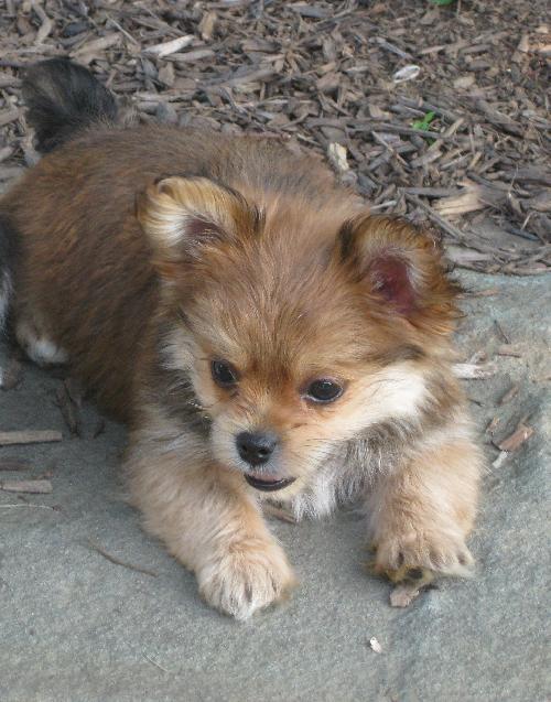 Gordie