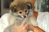 Isaac - Adoption Pending