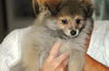 Isaac - Adoption Pending