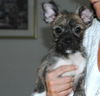 Izzy