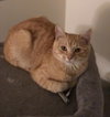 Simba