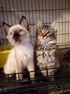 Cherie