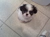 Lil' Giz
