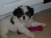 Lil' Giz