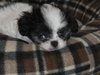 Lil' Giz