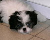 Lil' Giz